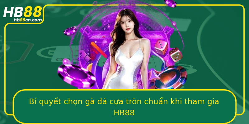 Bí quyết chọn gà đá cựa tròn chuẩn khi tham gia HB88